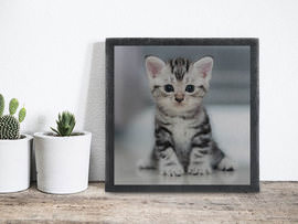 Placa de pizarra con foto gato